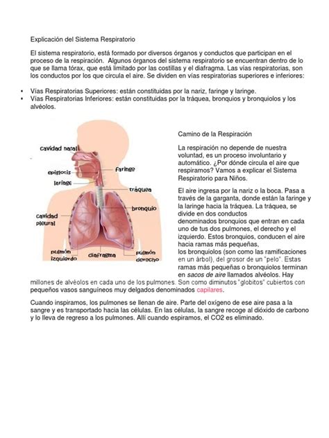 Explicación Del Sistema Respiratorio Sistema Respiratorio Pulmón
