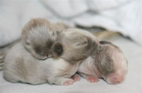 animales