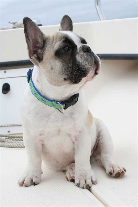 Find a english bulldog puppy from reputable breeders near you and nationwide. French Bulldog Breeders Near Me