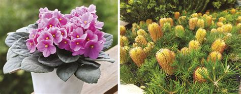 Shared their top picks of small house plants which would look great even in small spaces. 6 plants to grow in a small space - Gardening Australia