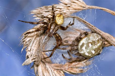 Four Spot Orb Weaver Spiders Stock Image C0133757 Science Photo