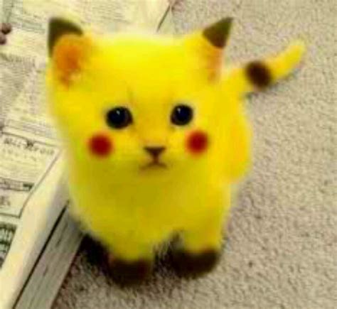 Pin By Jessica Martinez On Pets Pikachu Cat Cute Baby Animals Funny