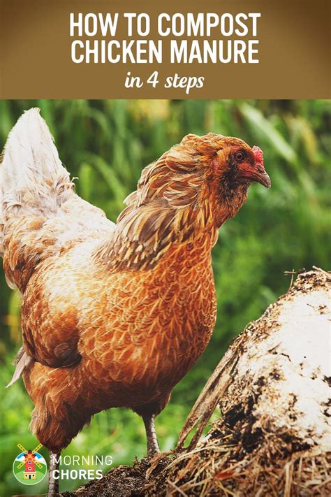 If you've got cats then don't worry. Chicken Manure Fertilizer - How to Compost Chicken Manure