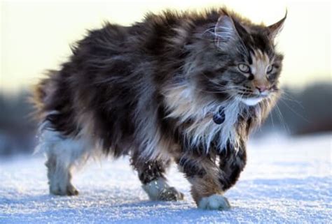 Bytes Maine Coon Cats