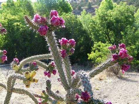 Brightly colored flowers attract bees for pollination; Flowering Cactus in the Southwest Desert | Casitas de Gila ...