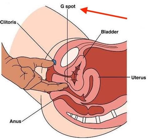 Ooooo baby, hit my g spot now and i'll do anything you want. What is the G-Spot?—Actual Science & Practical Tips | Lioness