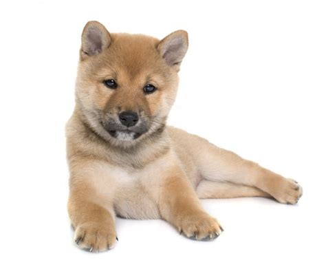 Puppy Shiba Inu Front White Background Stock Photo By ©cynoclub 201309062