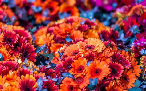 Colorful Flower Wallpapers 77 Images