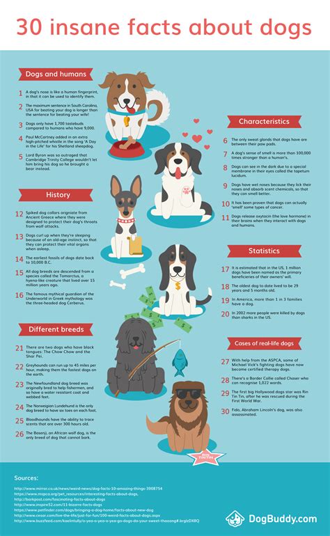 Meta posts about the subreddit or about the cat facts joke. 30 Insane Facts About Dogs - Infographic | DogBuddy Blog