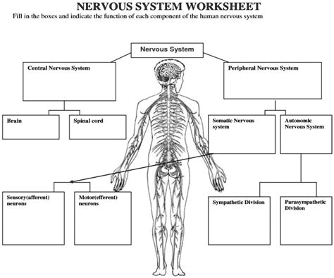 Solved Nervous System Worksheet Fill In The Boxes And Indicate The Function Of Each Component