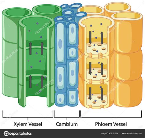 Vascular Cylinder Diagram