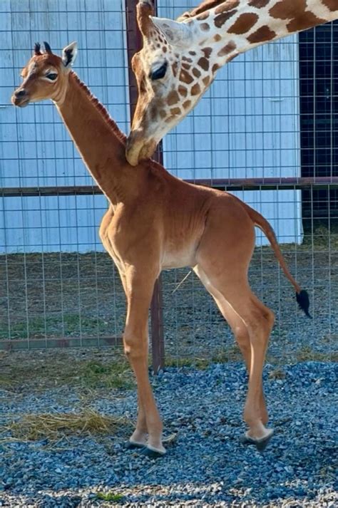 Spotless Giraffe Seen In Namibia Weeks After One Born At Tennessee Zoo