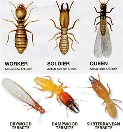 The Different Types Of Wood Termites Identifying Preventing And
