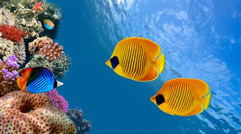 Fish Fishes Underwater Sealife Ocean Sea Water Wallpapers Hd