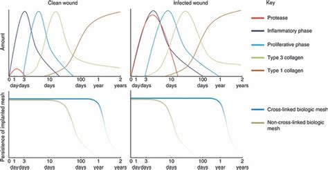 A Schematic Representation Of The Phases Of Wound Healing And The