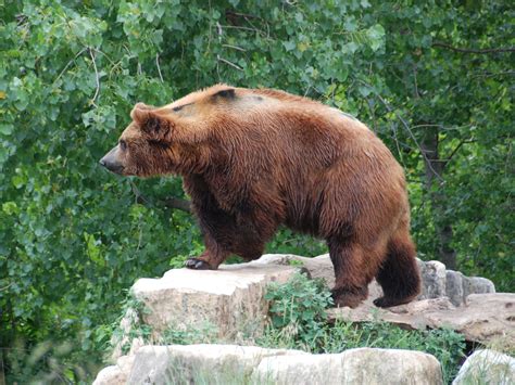 The Online Zoo Brown Bear