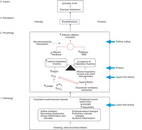 A Physiological Model Of Breathlessness In Chronic Obstructive
