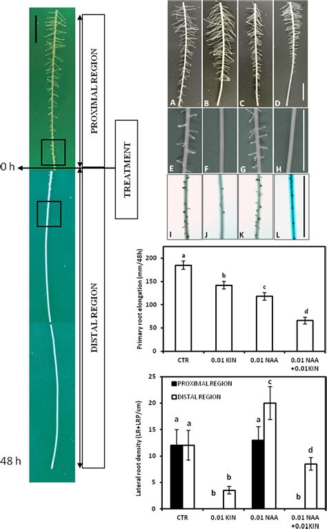 Frontiers Auxin Cytokinin Balance Shapes Maize Root Architecture By