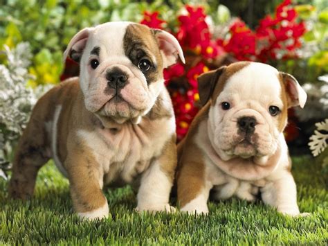 All from the real vets at petmd. 10 Reasons Why You Should Never Own English Bulldogs