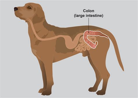 Colitis In Dogs Pdsa