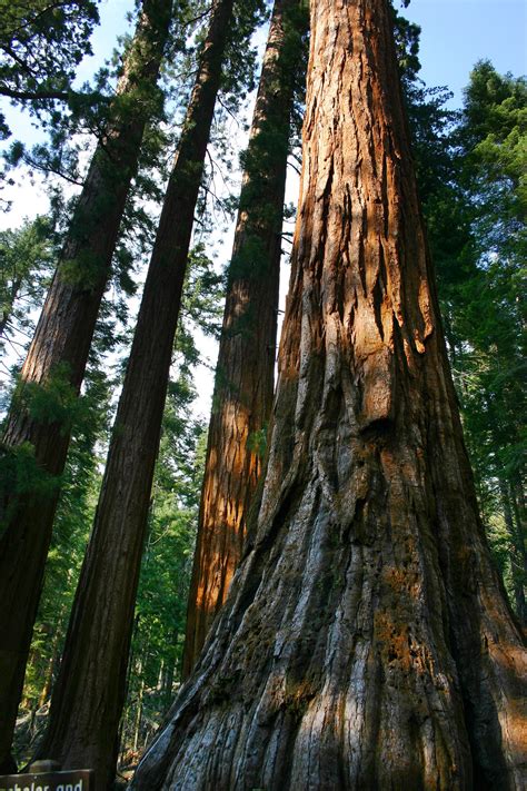 Check spelling or type a new query. Bachelor and Three Graces (Yosemite) - Natural Atlas