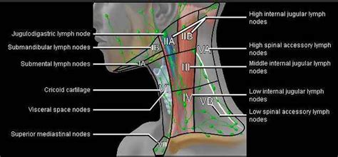 Cervical Lymph Nodes Diagram