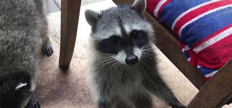 Many people who want to keep critters from going under the house and living there use mothballs. Do Mothballs or Ammonia Help Repel Raccoons