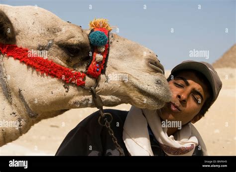 Besado Por Un Camello En Las Grandes Pirámides De Giza En El Cairo Egipto Fotografía De Stock