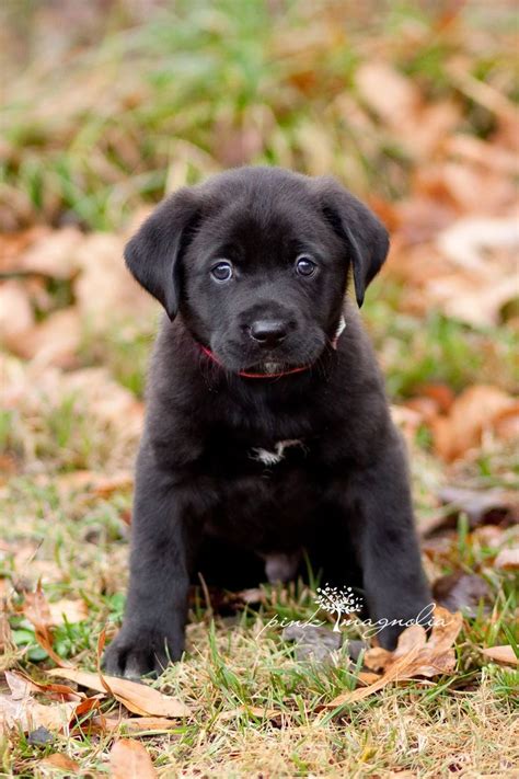 Shadow Is A Black Lab Mix Puppy Who Is Now Available For Adoption