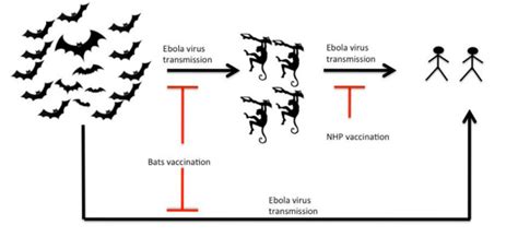 Ebola is not spread through the air or by water, or in general, by food. Ebola virus Disease / Ebola hemorrhagic Fever