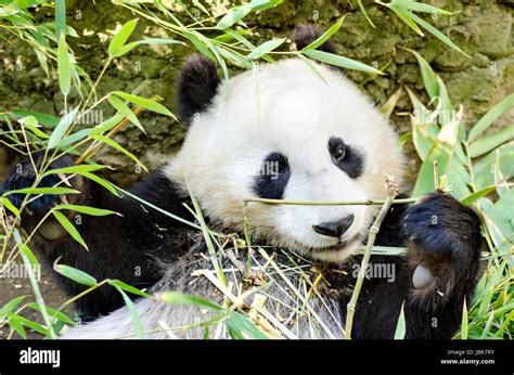 A Cute Adorable Lazy Baby Giant Panda Bear Eating Bamboo