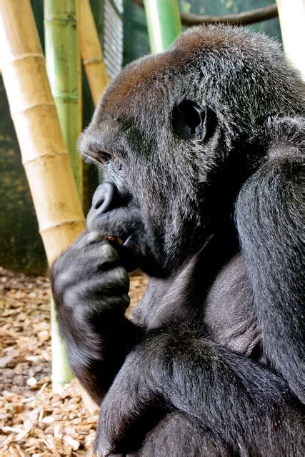 Gorilla Snacks Flickr Photo Sharing