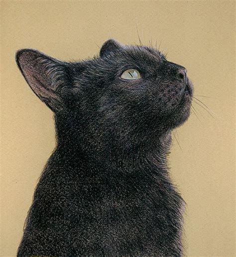 Black Cat Katrina Ann Colored Pencil On Canson Mi Teintes Paper