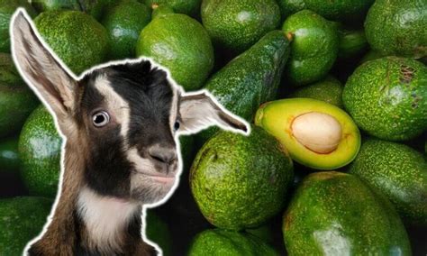 Can Goats Eat Avocado Answered Goat Owner