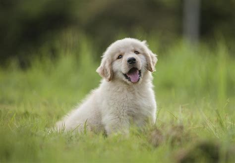 Golden Retriever Puppies For Sale Akc Puppyfinder