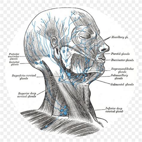 Cervical Lymph Nodes