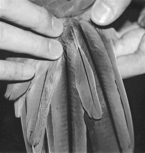 Blood Feather Growing From The Tail Of A Captive Macaw The Shaft Of