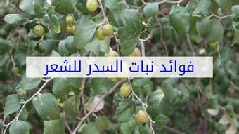 موطن شجرة السدر هو جزيرة العرب وبلاد الشام وعموماً تنتشر زراعته في المناطق الاستوائية وشبه الاستوائية. كيفية استخدام ورق السدر للشعر - Waraqa Blog