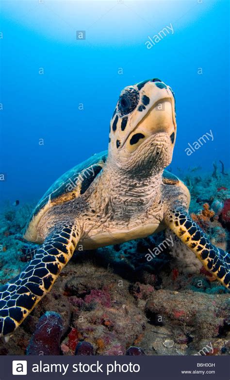 Hawksbill Sea Turtle Eretmochelys Imbricata In Palm Beach County Fl