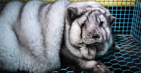 these arctic foxes on fur farms are so fat they can barely stand