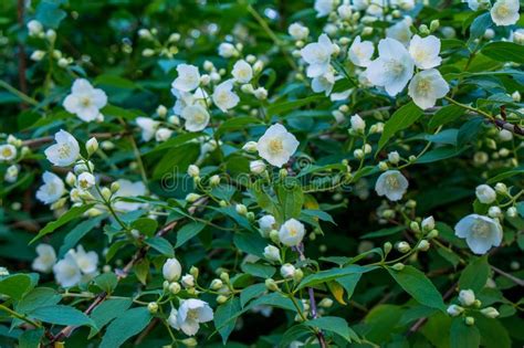 Beautiful White Jasmine Flowers On The Bush In The Garden Stock Photo