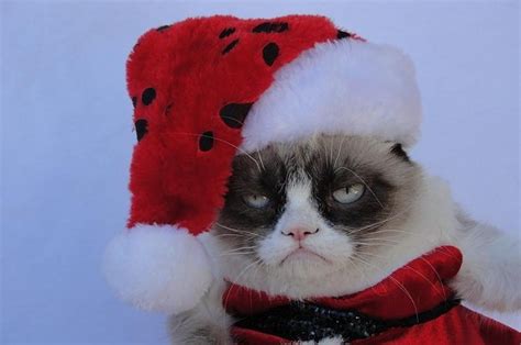 17 Cats Who Are Secretly The Grinch