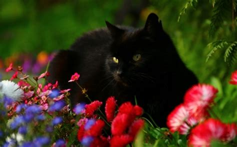 Free baby stuff on the 5 tabby cat patterns. Black cat - Cats & Animals Background Wallpapers on ...