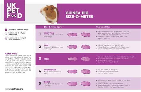 Guinea Pig Size O Meter Uk Pet Food