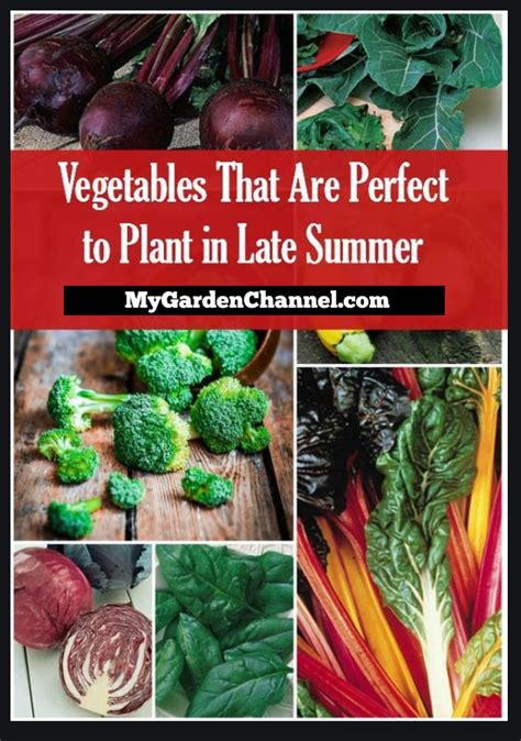 You can use materials such as straw, hay or wood shavings for. 10 Vegetables You Can Plant in Late Summer in 2020 | Fall ...