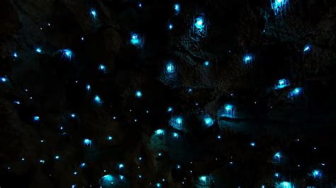 Glow Worms Mimic Stars Creating A Stunning Faux Night Sky In A New