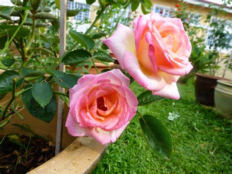 Photo by averie woodard on unsplash. RESEPI NENNIE KHUZAIFAH: Bunga-bunga ros di Laman Nennie