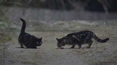 Iowa City Suspends Policy Allowing Police To Shoot Feral Cats The Hill