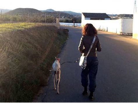Video La Perra Herida Que Caminó Kilómetros Para Volver Con Sus Crías
