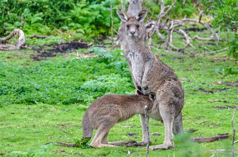 Things You Should Consider Before Keeping A Kangaroo As Your Pet